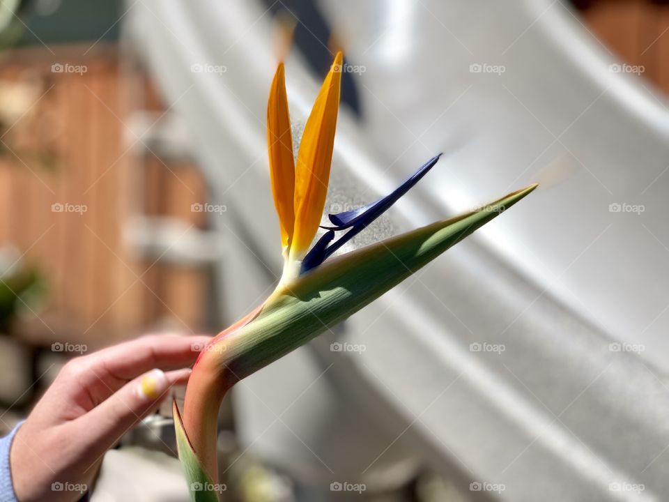 Our first bird of paradise flower of the year