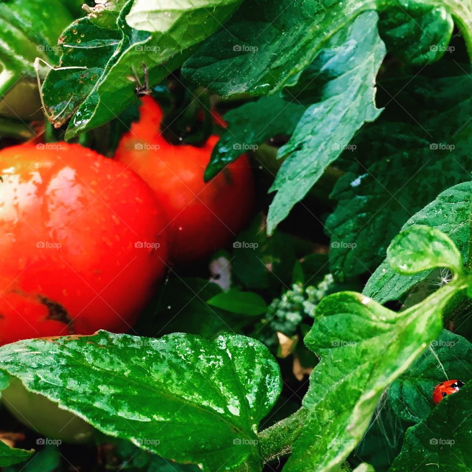 Hardy tomato garden harvest 