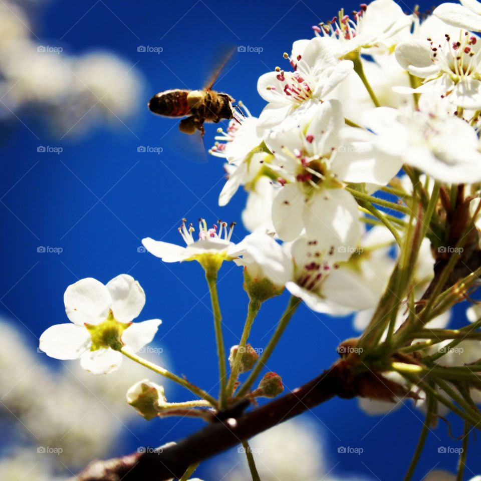 North Carolina