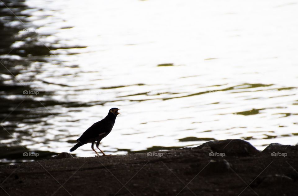 Bird and River. Small bird by the river.