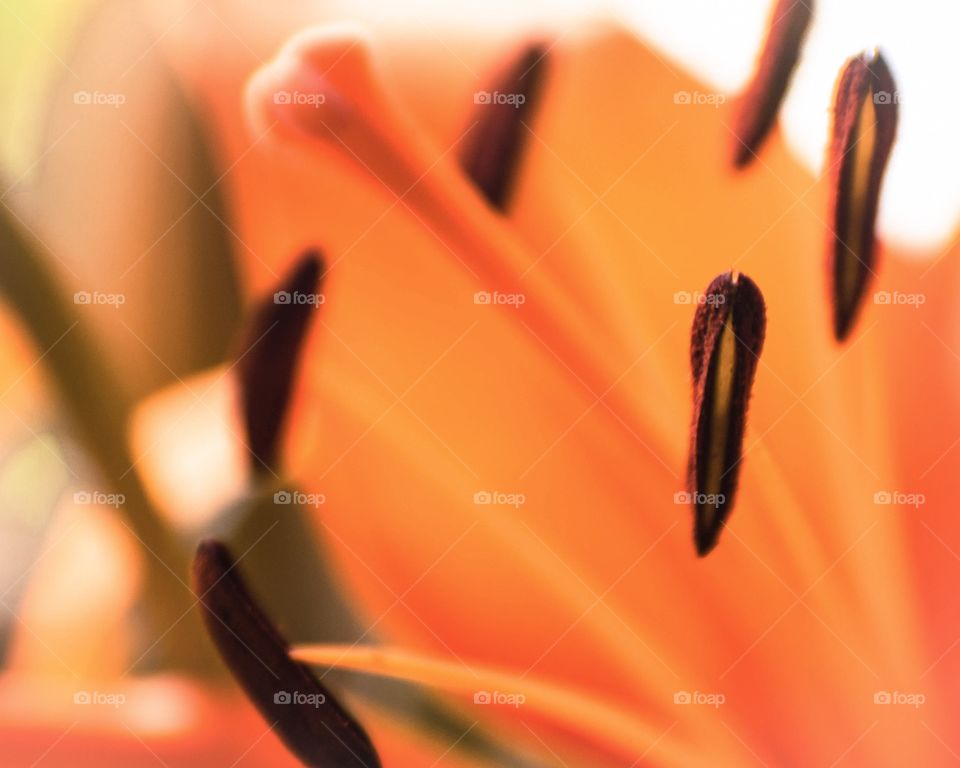 Daylily with a soft blur