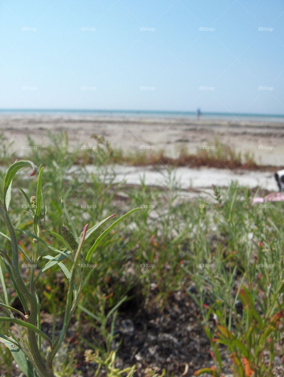 Beach grass 