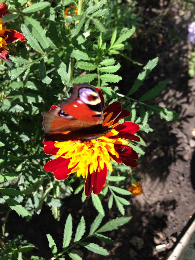 Butterfly 