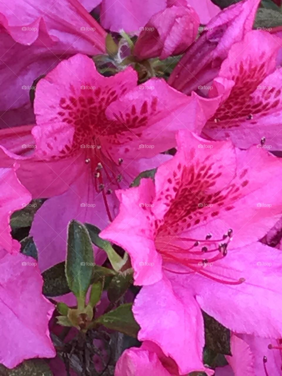 I love flowers with beautiful vibrant colors.  This purple Azalea is a great example of vibrant colors!