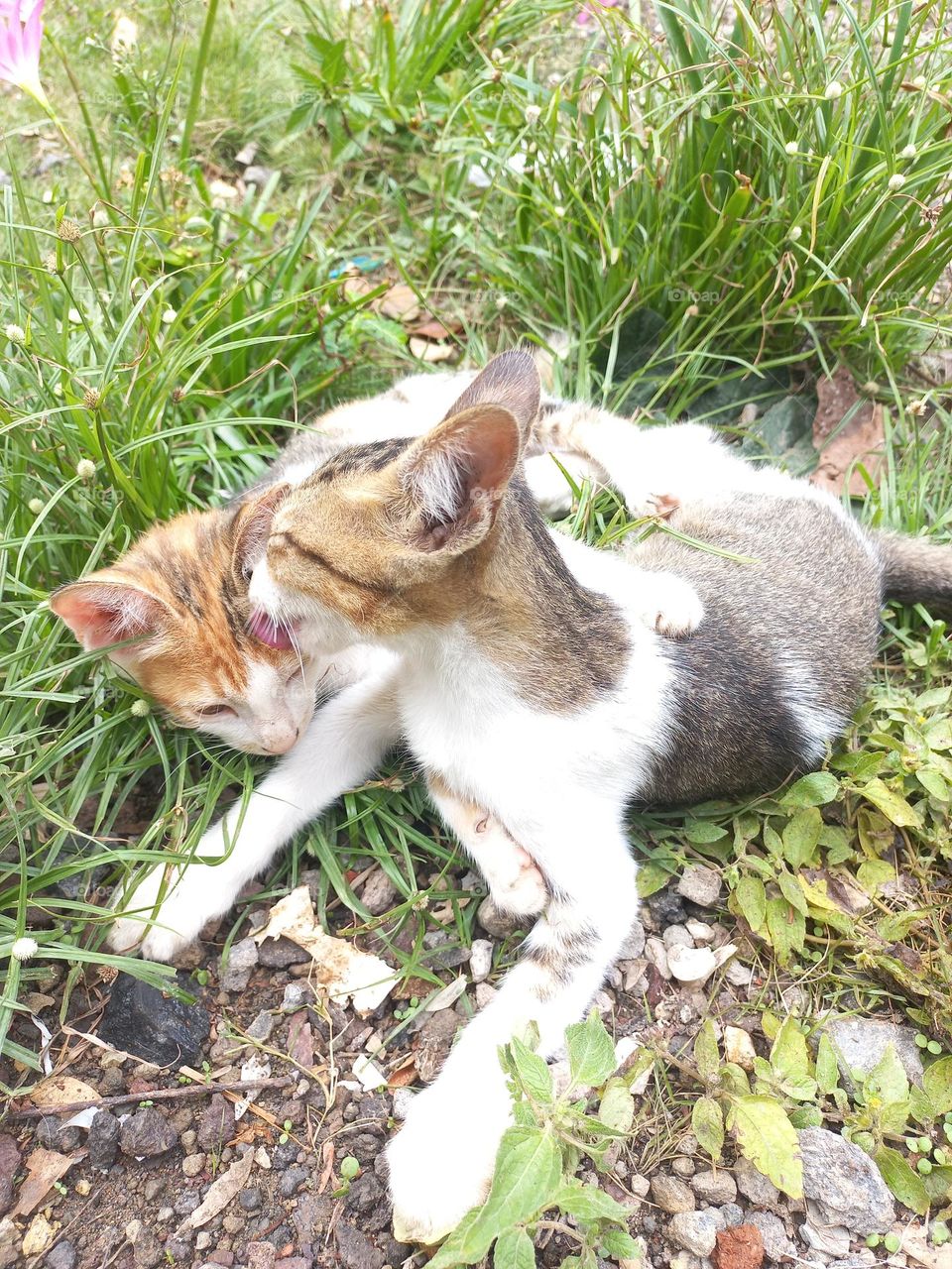 Cute kitten playing in the grass