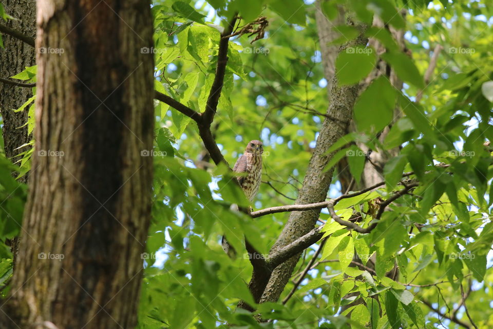 Tree, Nature, Wood, Leaf, Outdoors