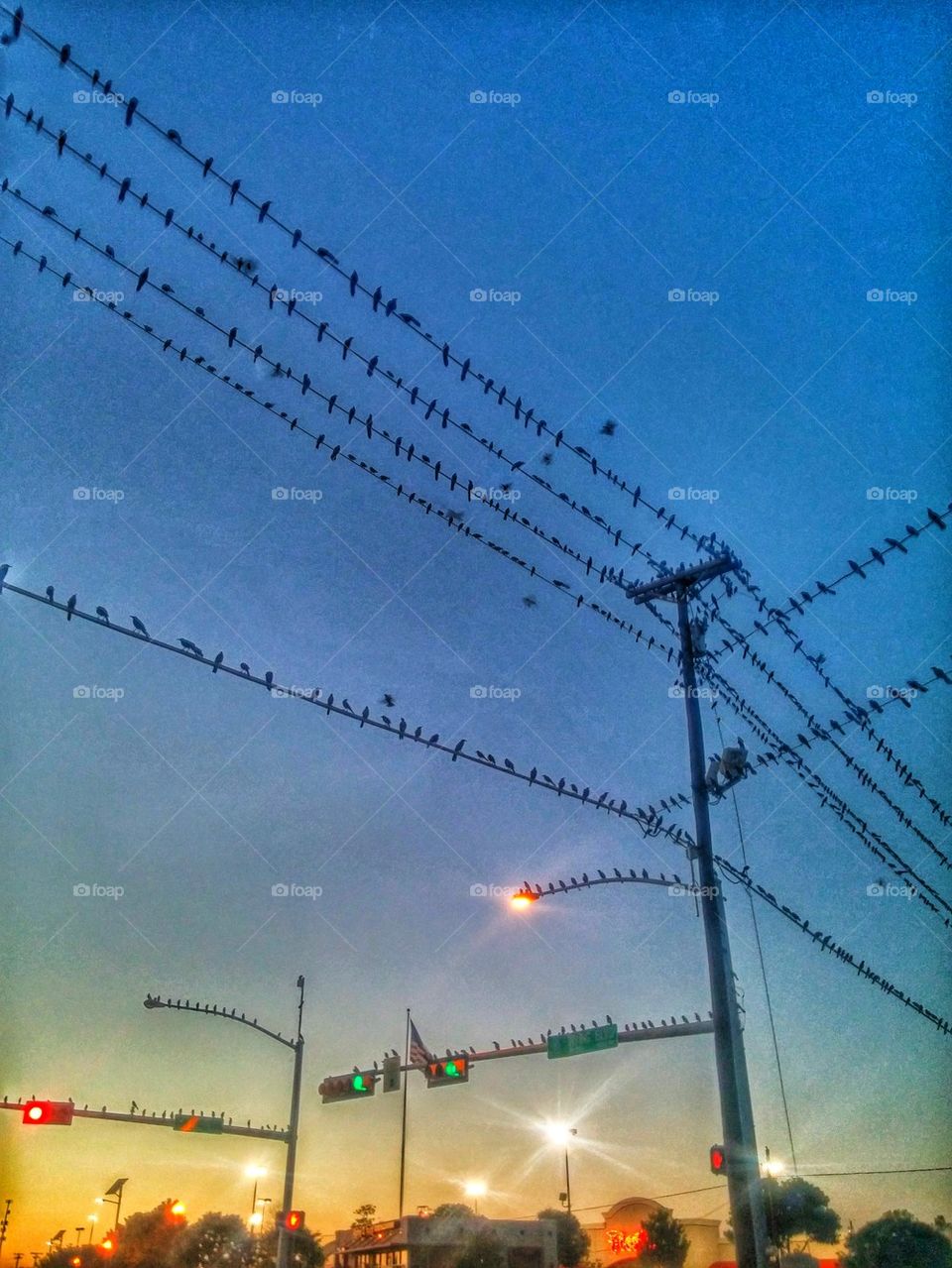 Here a bird, there a bird, everywhere a bird.