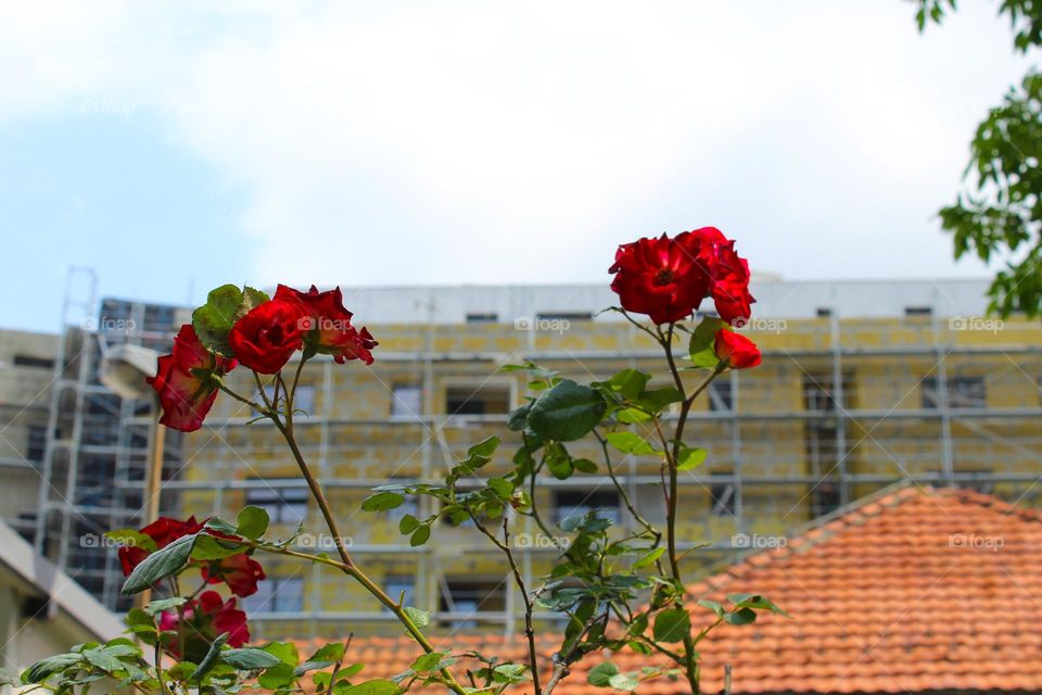 Red roses in bloom in front of a houses and building under construction.  City greenery