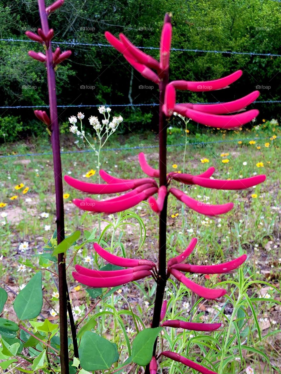 Beautiful kind of red honeysuckle growing against a barbed wires fence surrounded by wildflowers on the ranch in Texas!