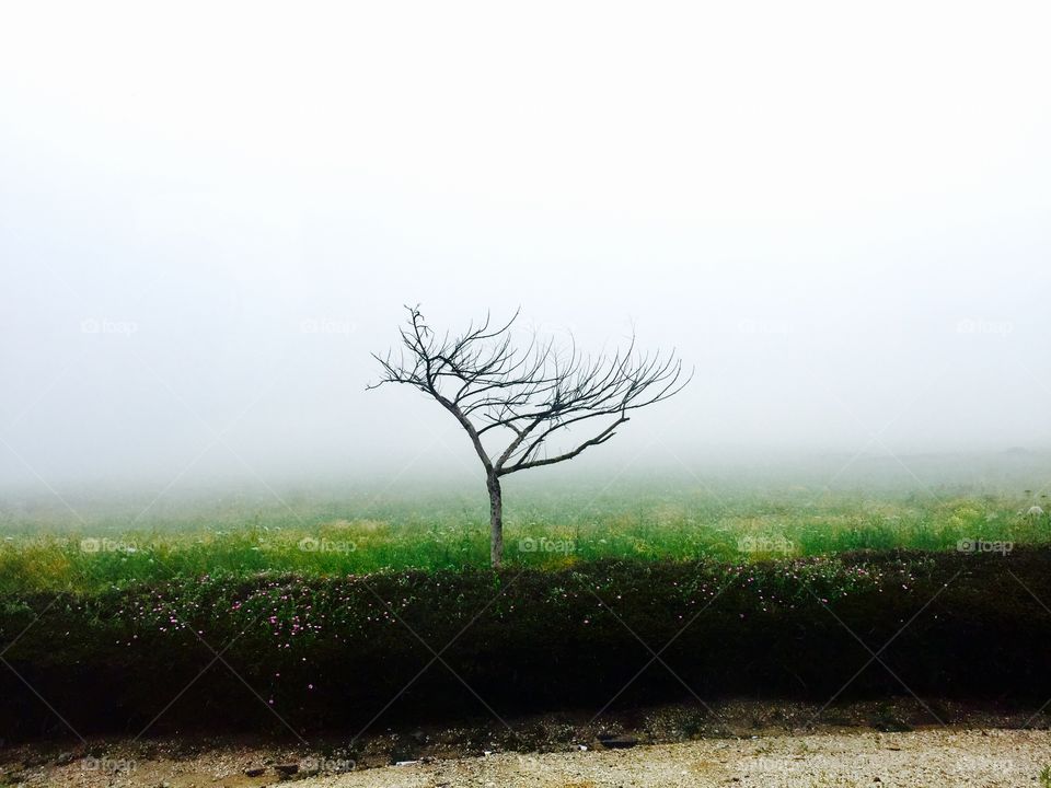 Bare tree against clear sky