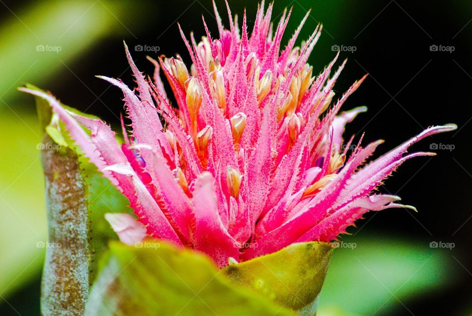 Pink cactus flower