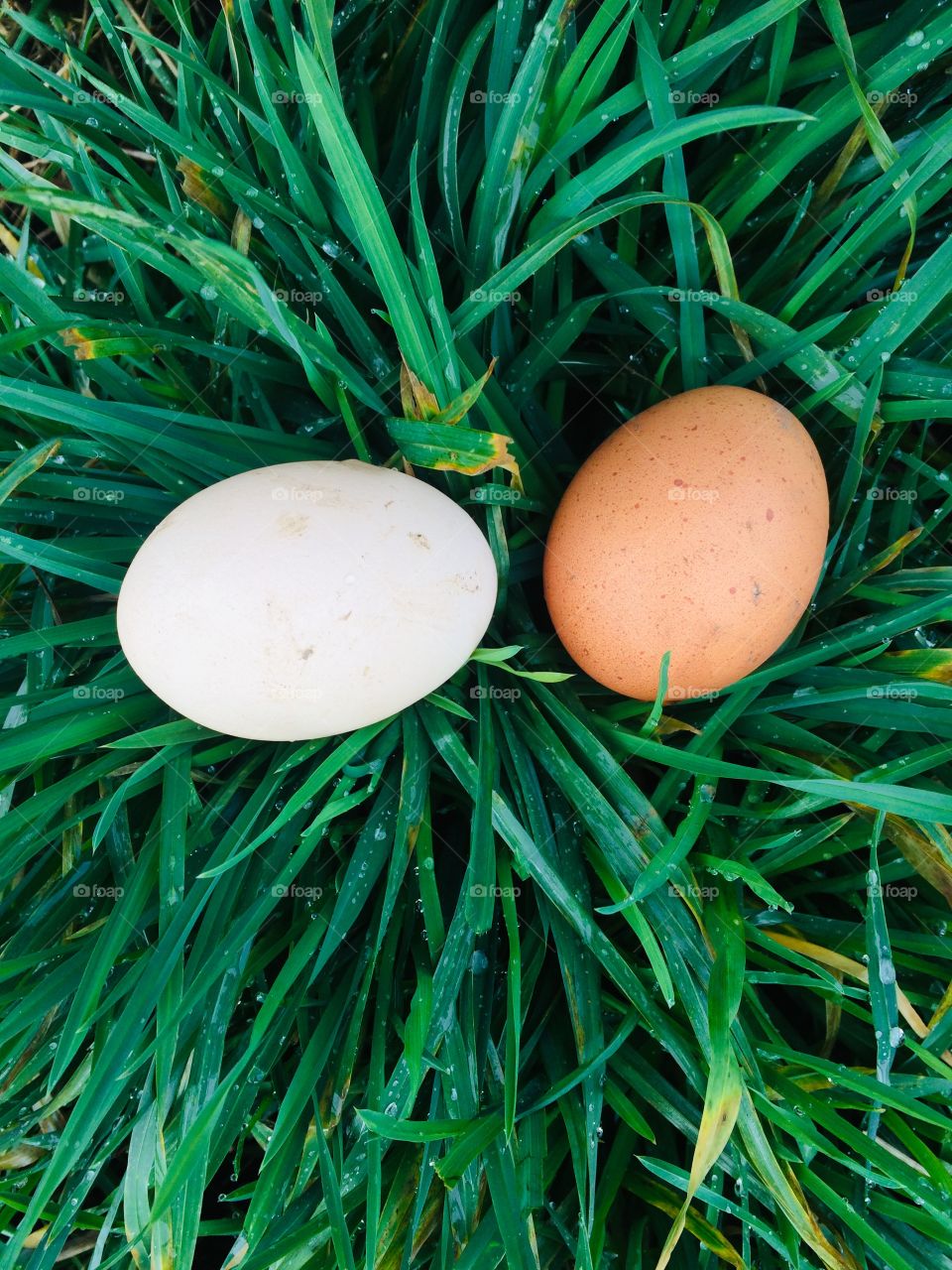 Beautiful rainbow eggs