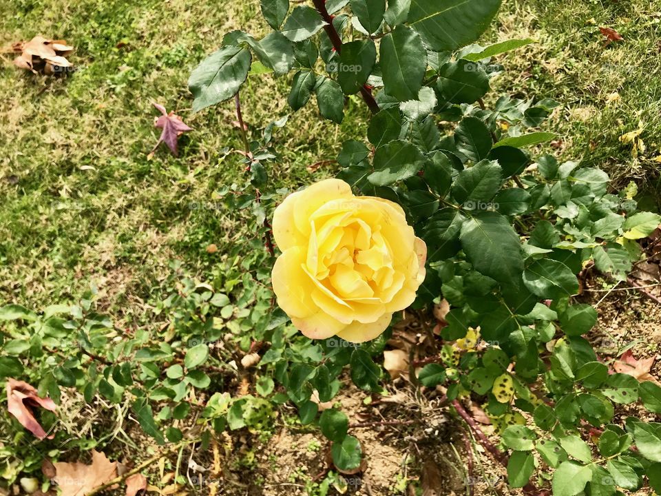 a rose in autumn