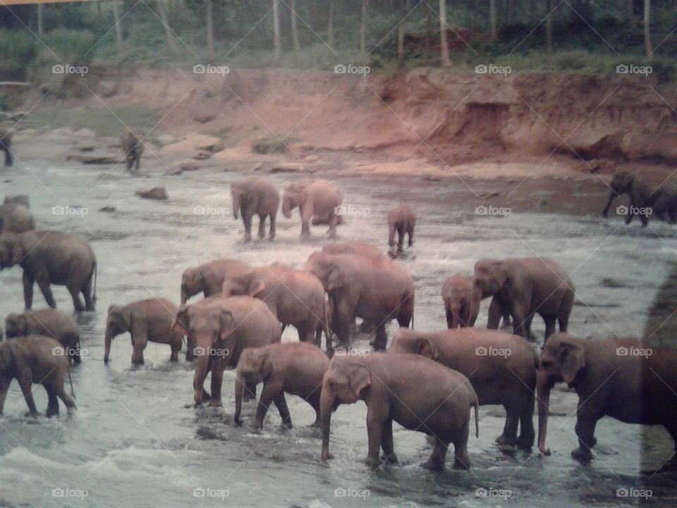 Elephants