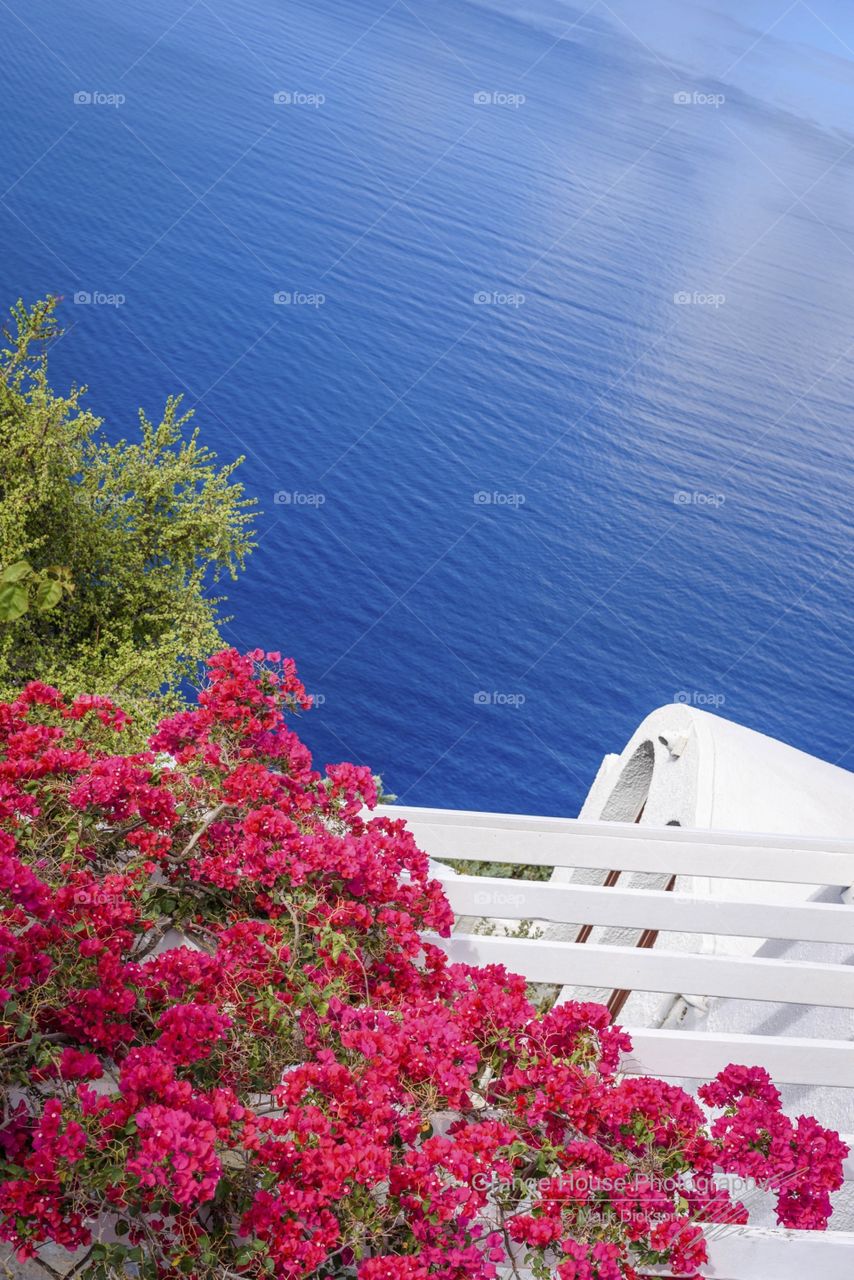 No Person, Flower, Nature, Summer, Sky