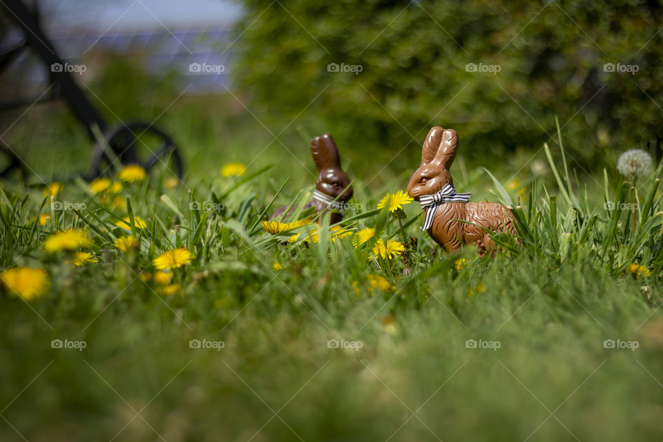 Two chocolate bunnies put in the grass for kids to find on easter. the easter bunnies are also surrounded by dandelions.