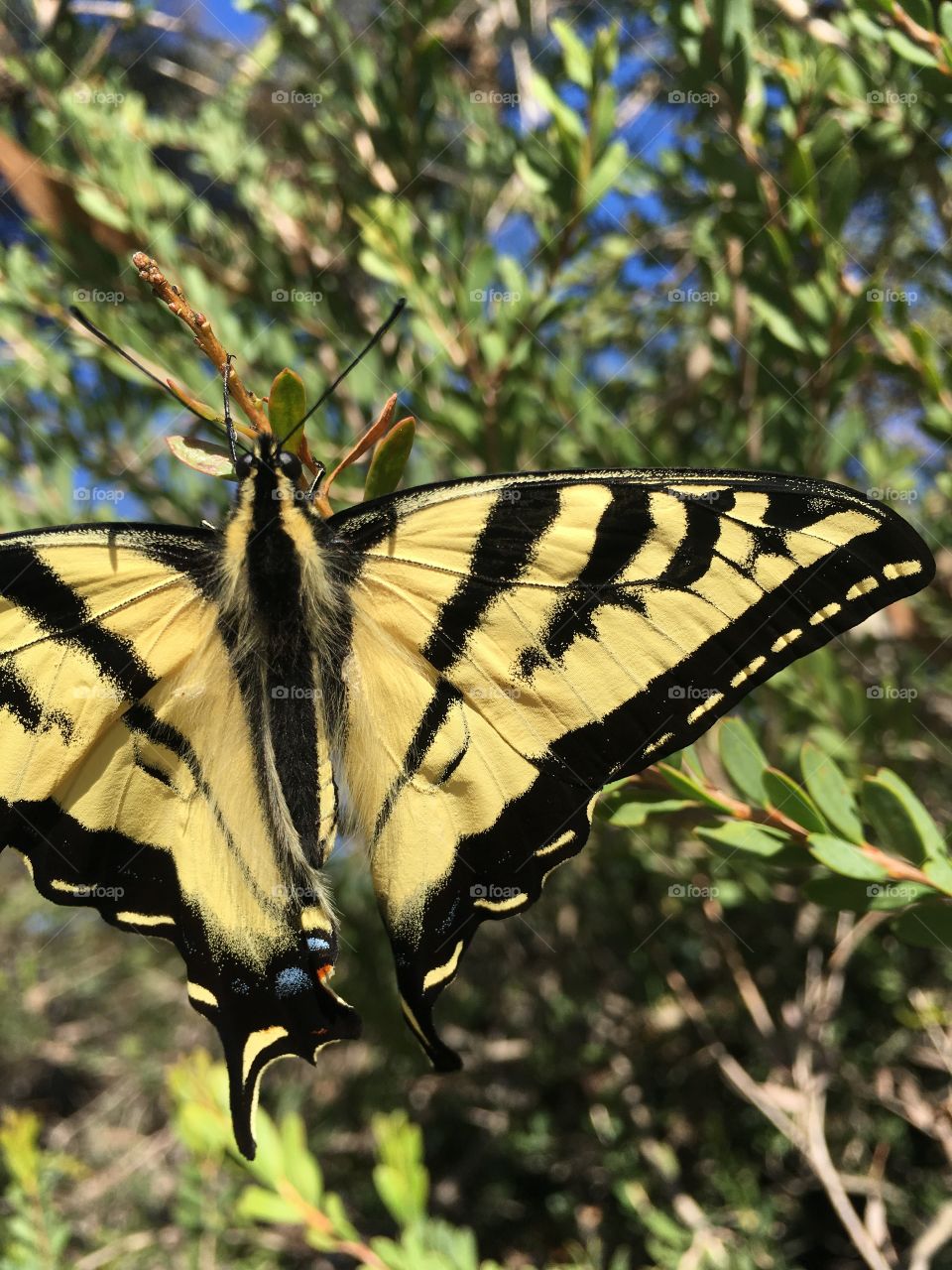 Western Tiger Swallowtail Butterfly 