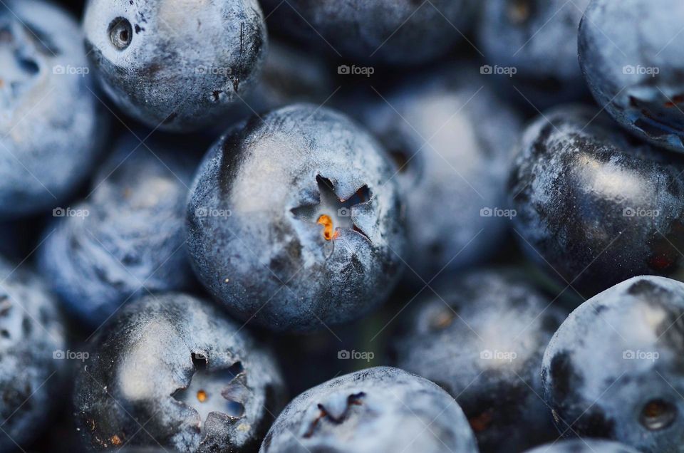 Closeup or macro of blueberries 