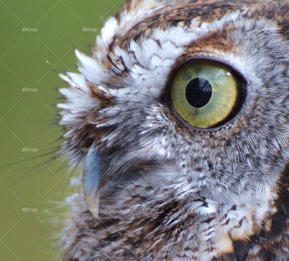 Screech Owl