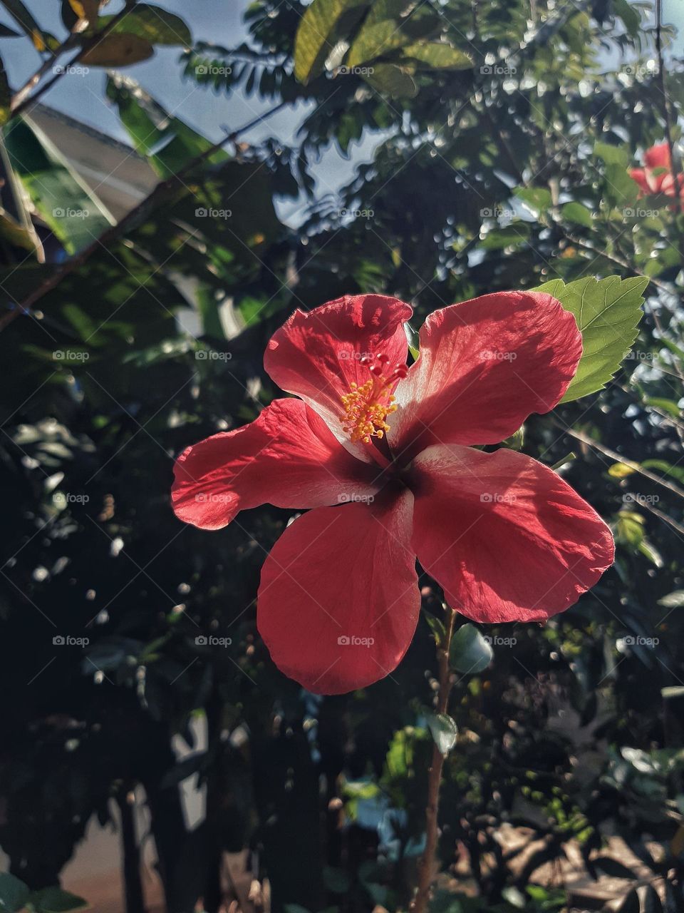 Beautiful Hibiscus