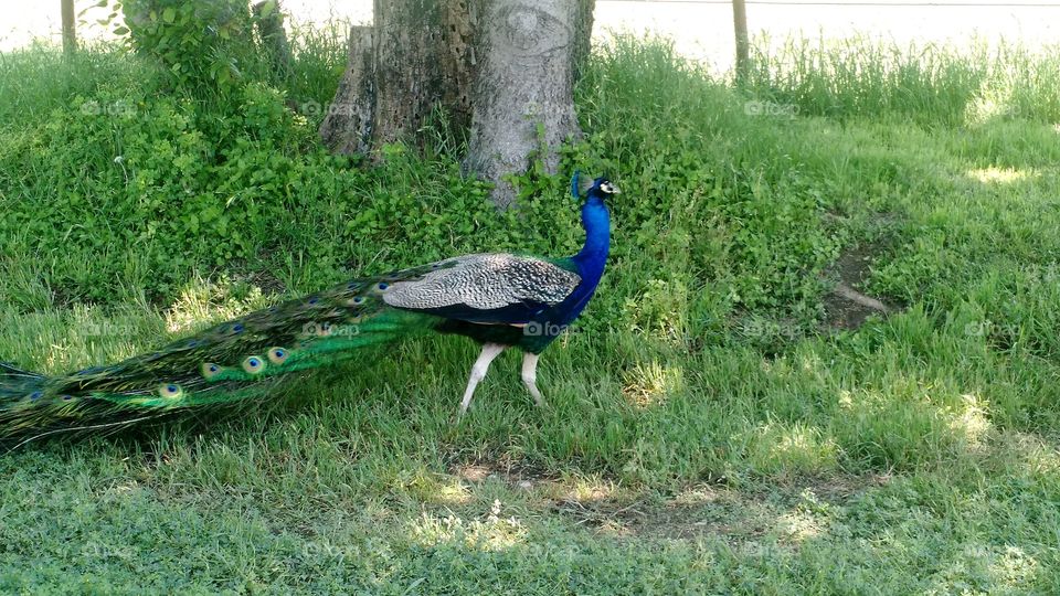 peacock