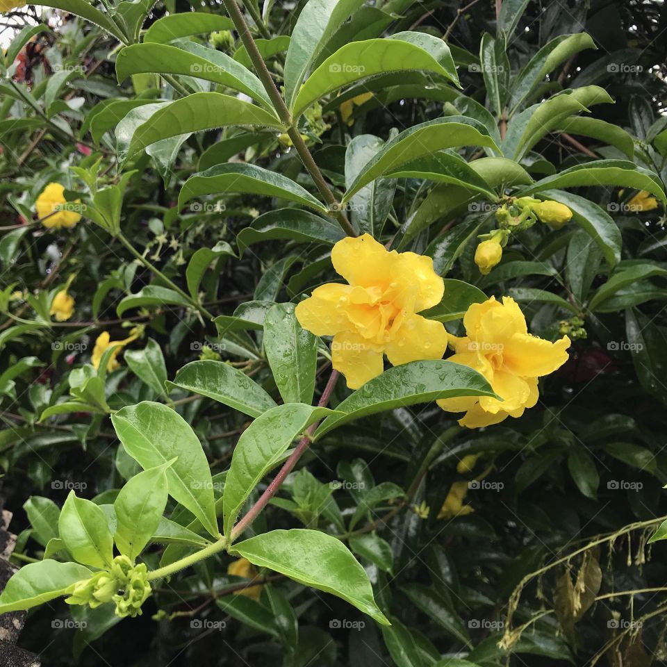 Green plantation with yellow flower in the garden