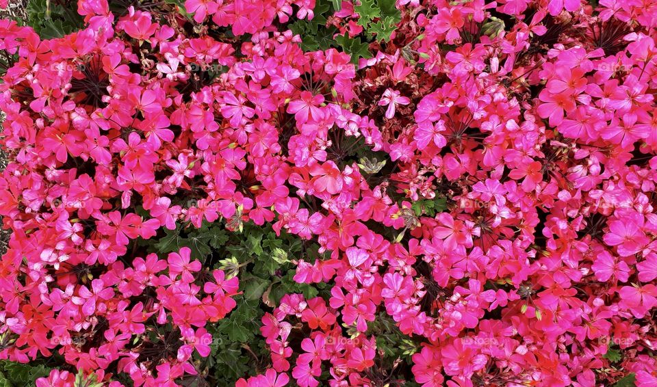 Blooming magenta flowers, top view 