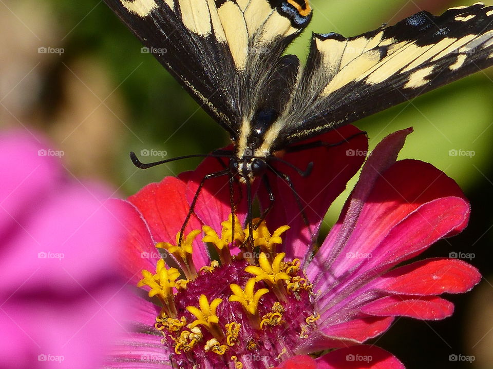 Close up  butterfly and flower filling frame 