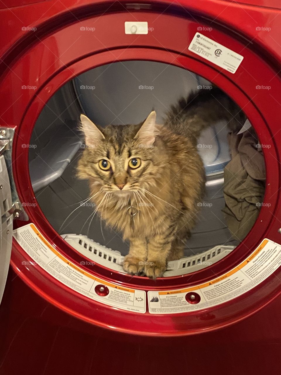 Cat in dryer