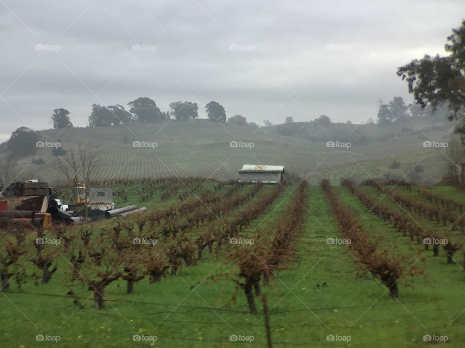 Foggy Vineyard 