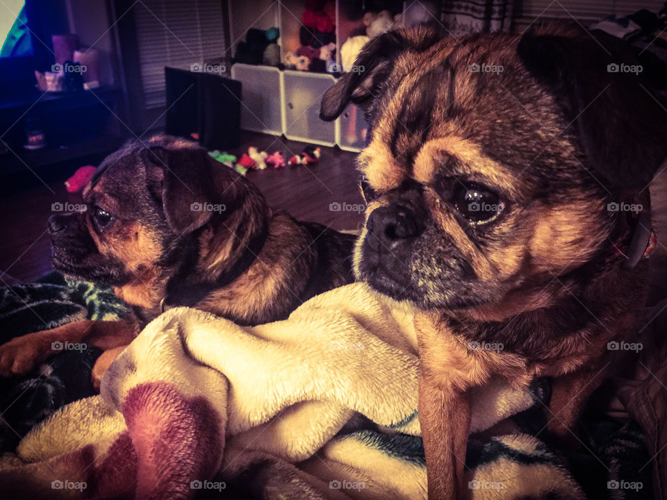 Brussels griffon puppies