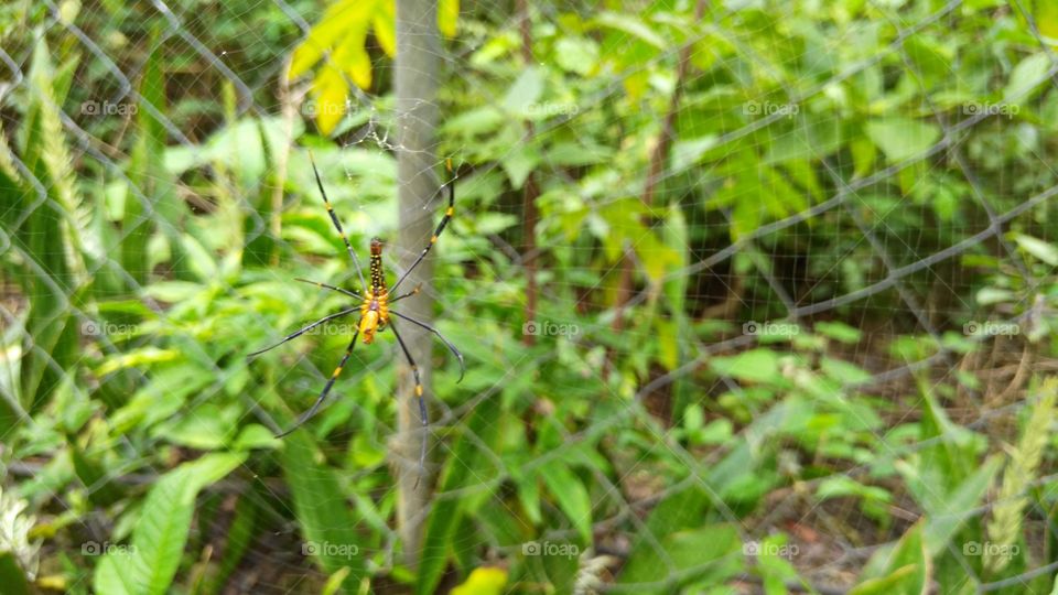 spider (tambajawan)