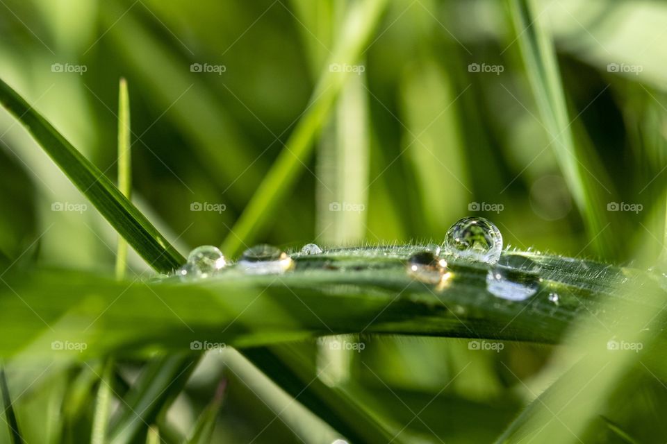 A portrait of water droplets on a leaf of green grass in the garden at summertime after a rain shower.