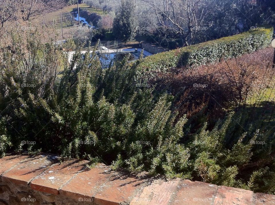 nature trees fascinating tuscany by alekime