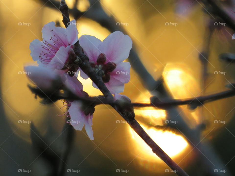 Peach flowers at sunset