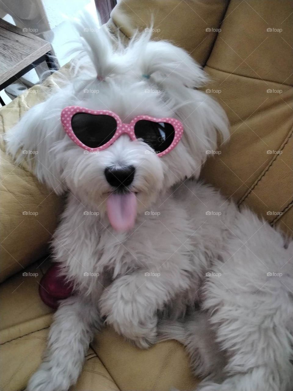 My little Maltese bichon