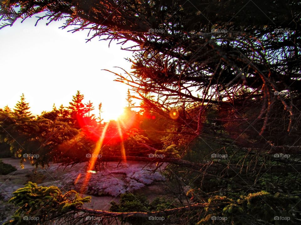 Sunrise through the trees atop Cadillac Mountain in Acadia National Park, Maine