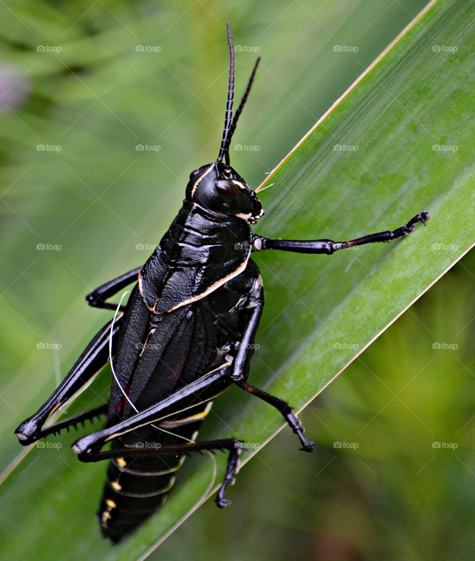 Best Macro Shot - The black eastern lubber grasshoppers, also known as Devil’s horses are the largest grasshoppers in the United States. They are black with a red strip down the back and have short patterned front wings covering short red hind wings.