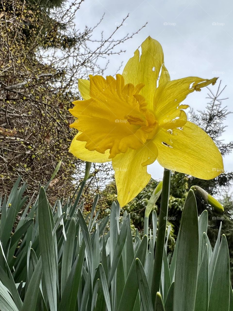 Close up of Daffodil