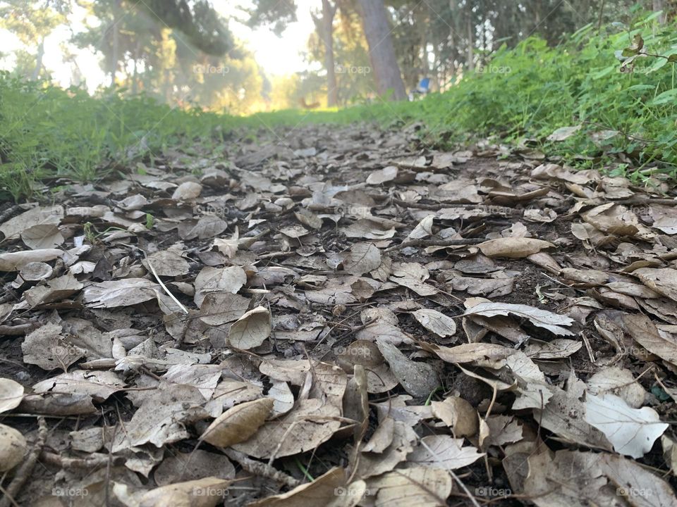 A path in the wood