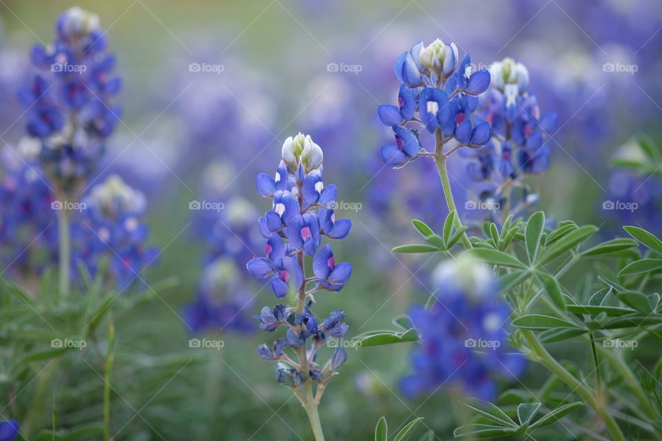 Texas bluebonnet