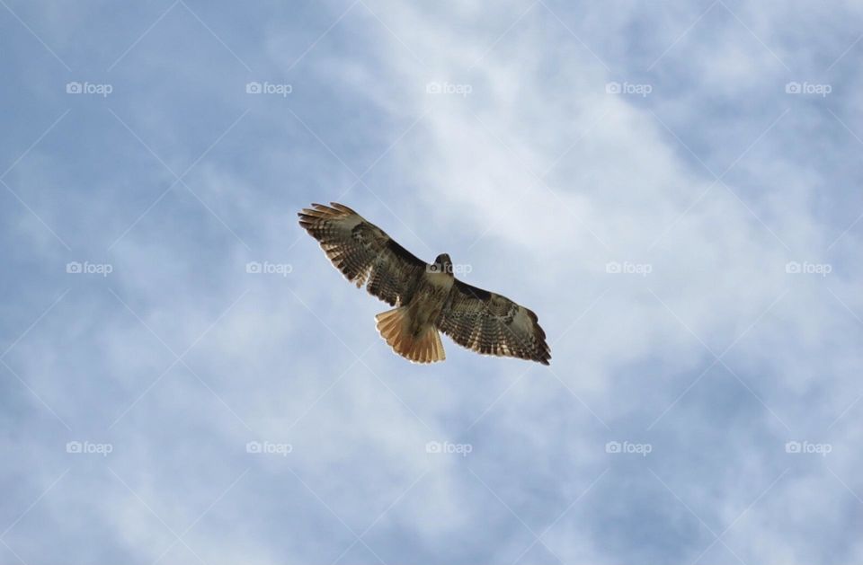 Soaring Red Tailed Hawk