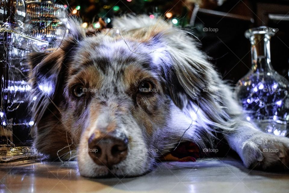 Dog Laying under Christmas tree