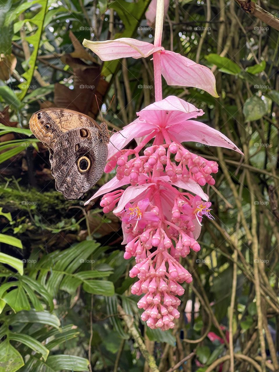 Big tropical flower with butterfly on it