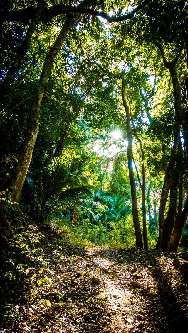 forest