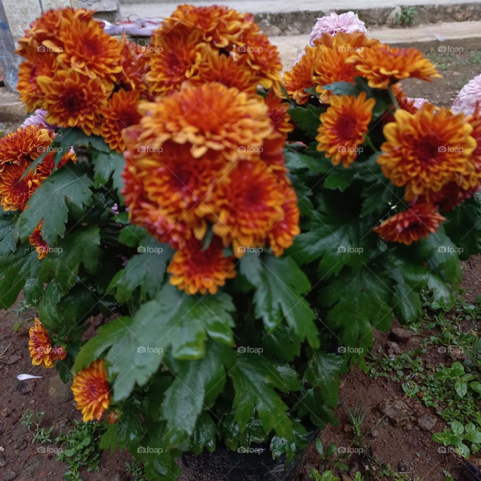 Chrysanthemum is a type of flowering plant that is often grown as an ornamental plant