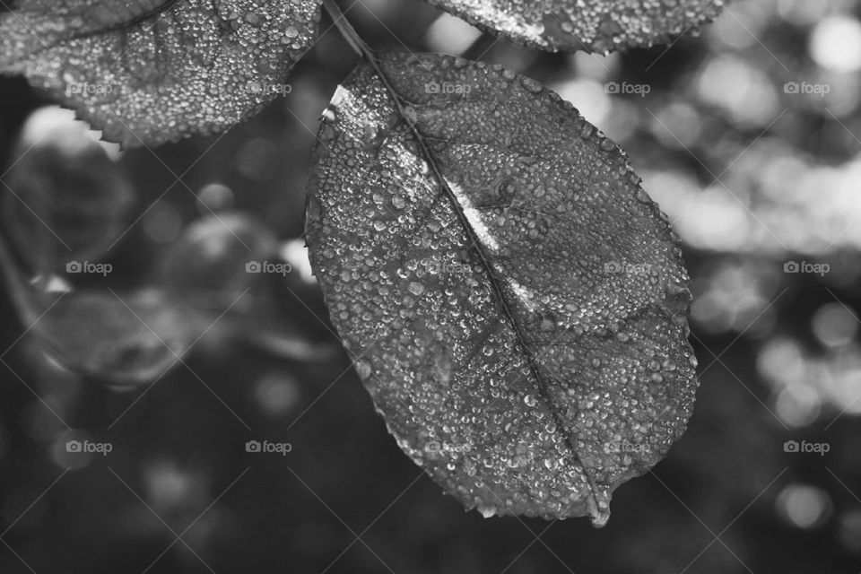 Fresh dew drops on a rose bush leaf. 