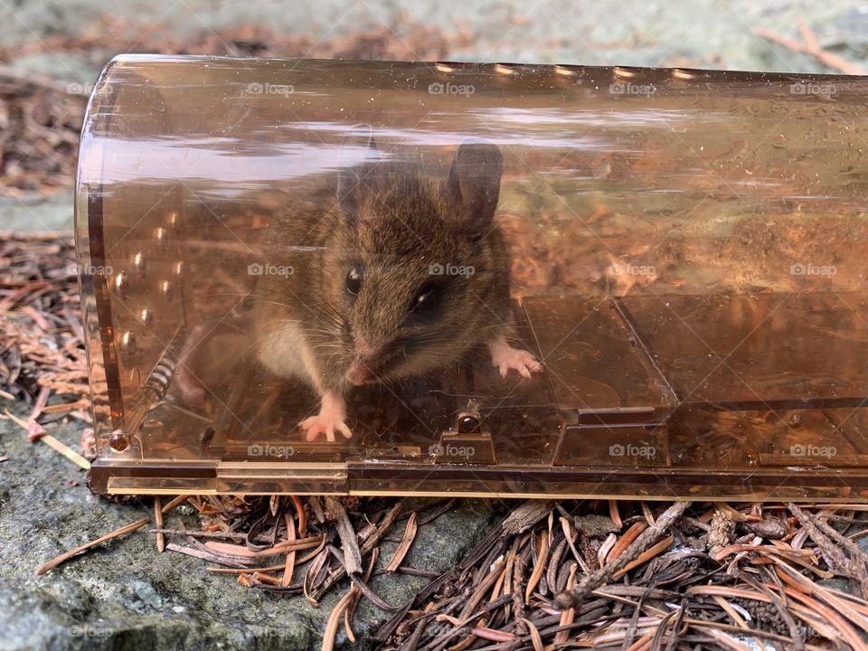 A mouse in a humane trap