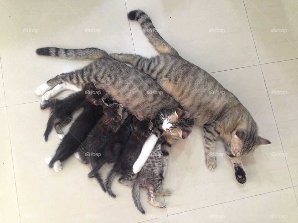 Lovely cat family