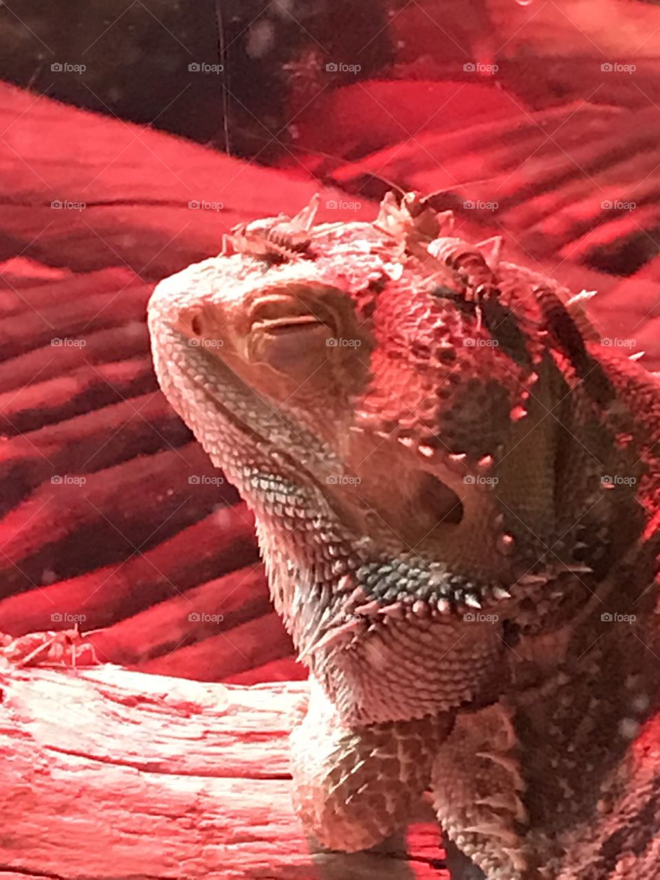 My sleepy & lazy Bearded Dragon lies under his red heat lamp with his dinner, (crickets), crawling all over him. He’s entirely too lazy to catch any & has me well trained to pick them up & feed them to him. 